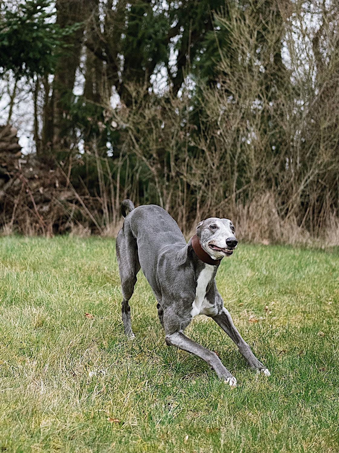 Greyhound Azul billede 6