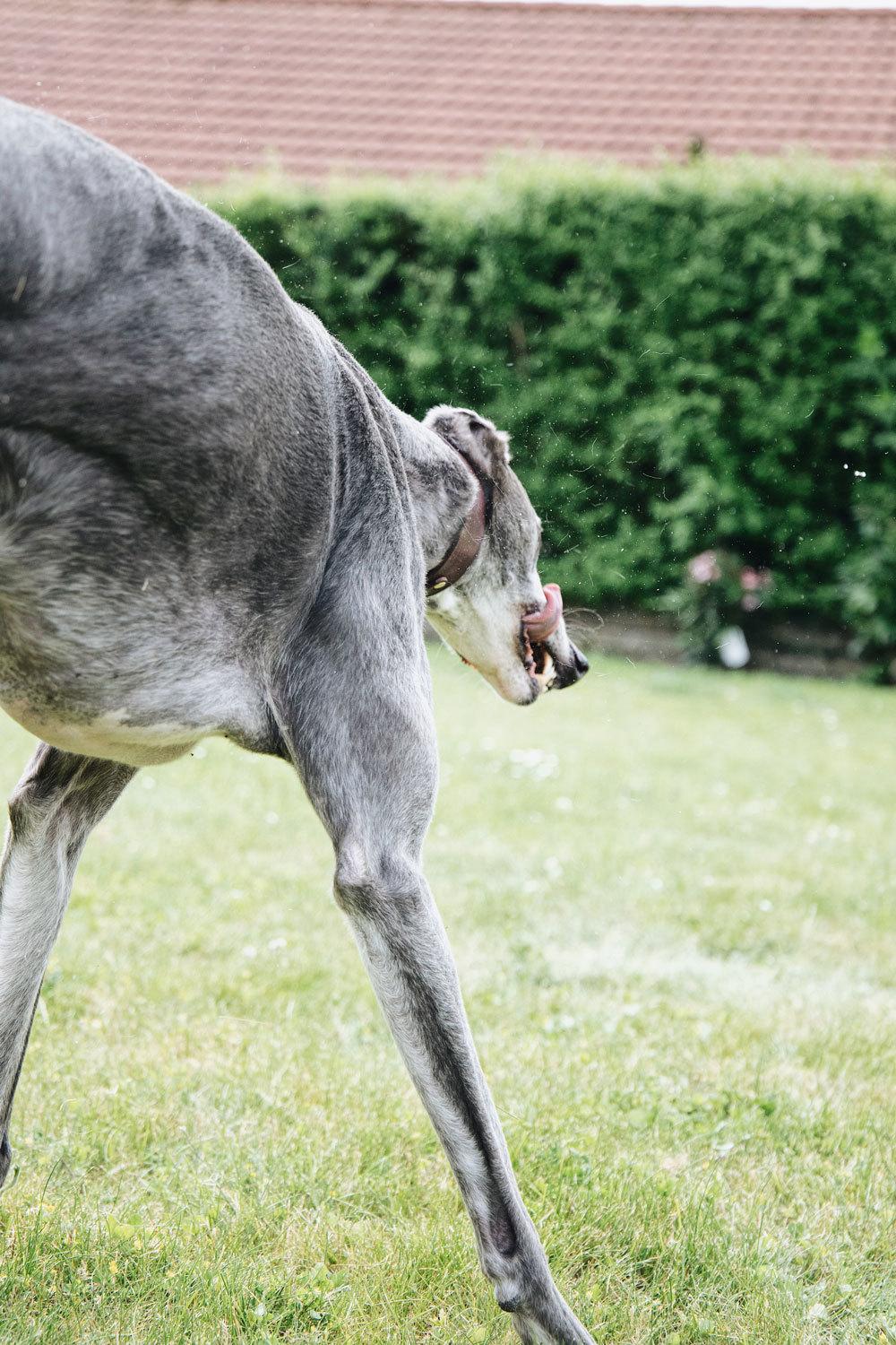 Greyhound Azul billede 26