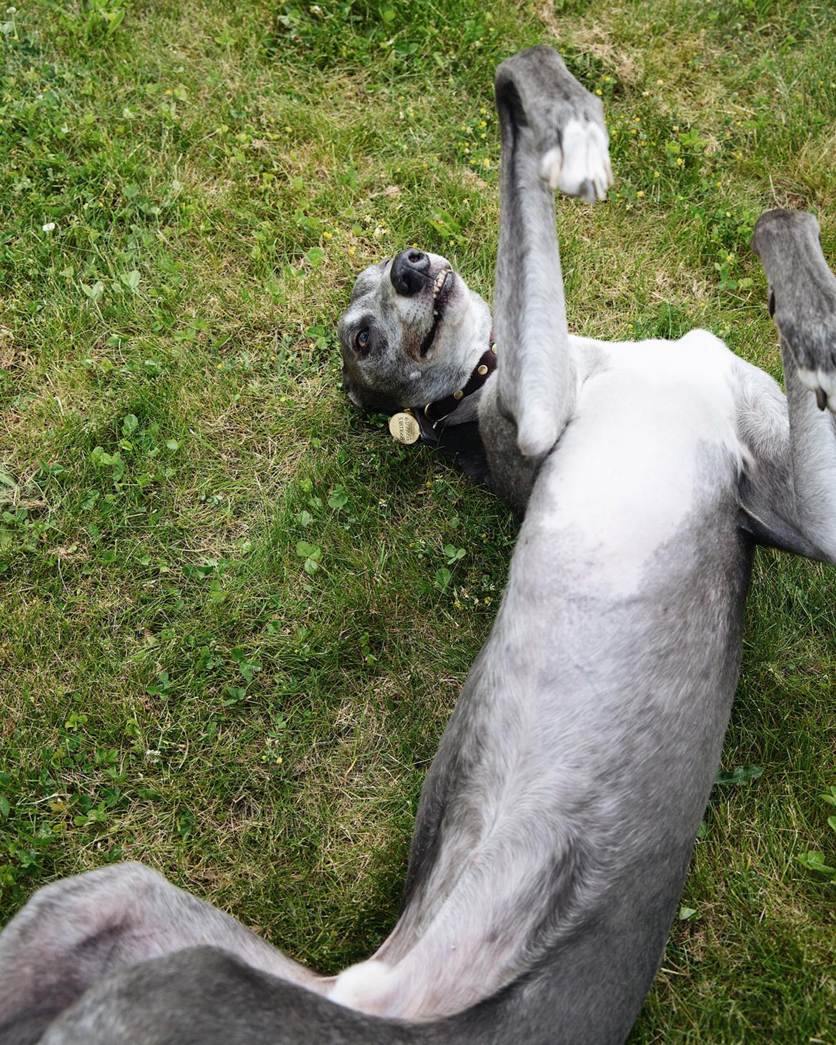 Greyhound Azul billede 35