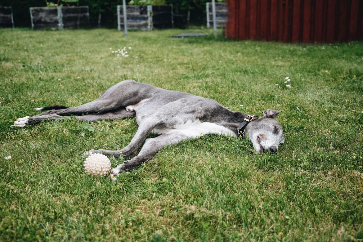 Greyhound Azul billede 36