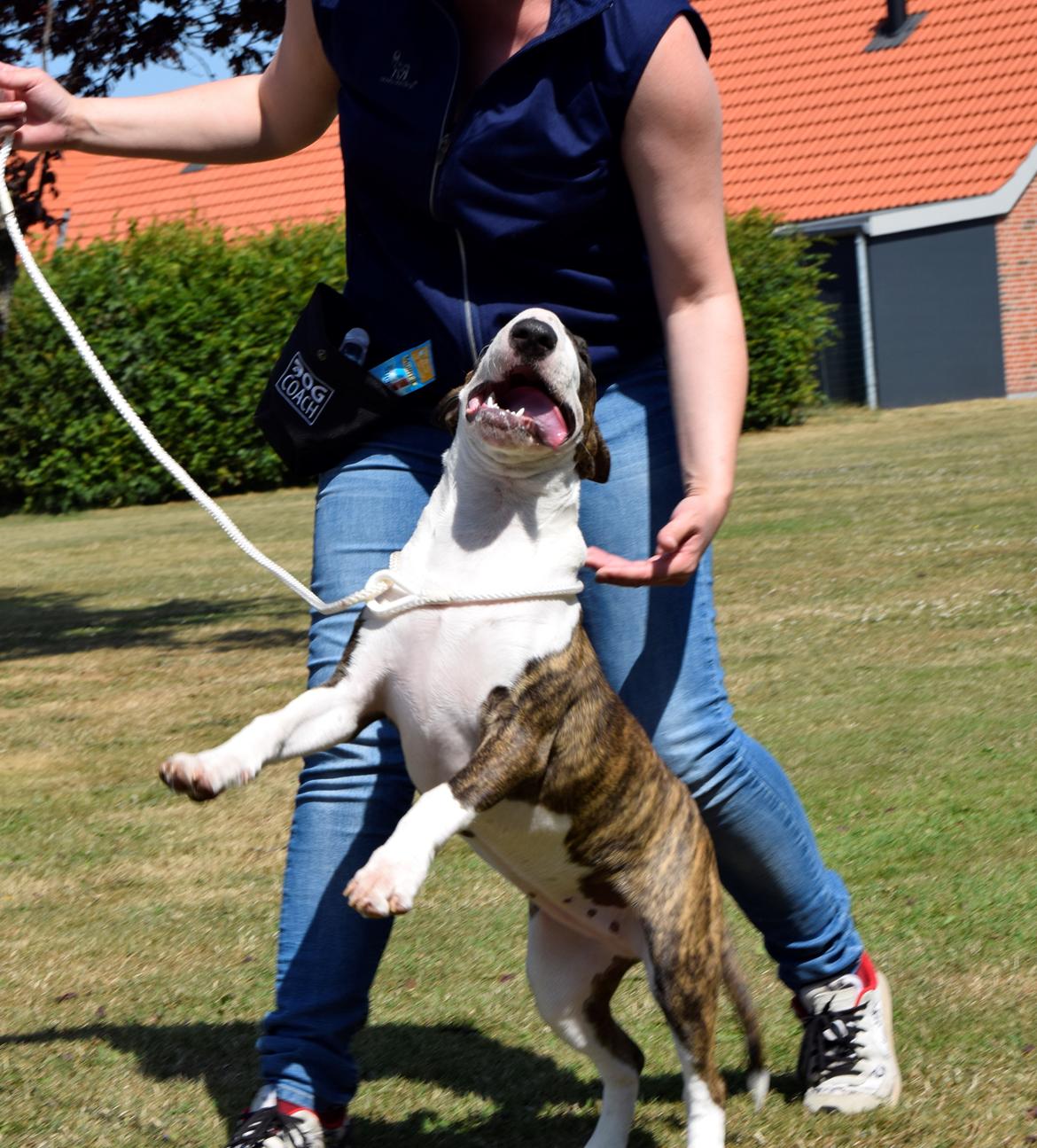 Bullterrier Else - 5 mdr billede 8