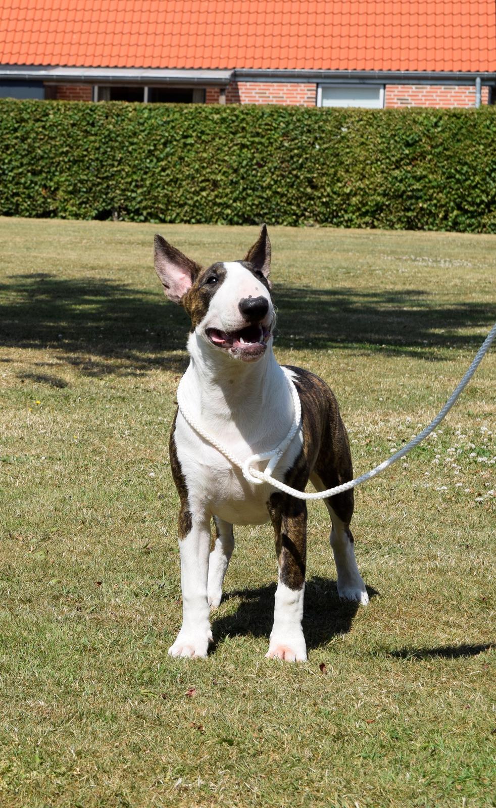 Bullterrier Else - 5 mdr billede 10