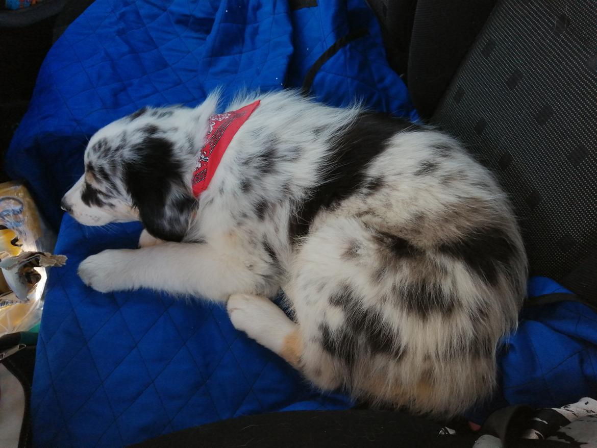 Australian shepherd Saga billede 2