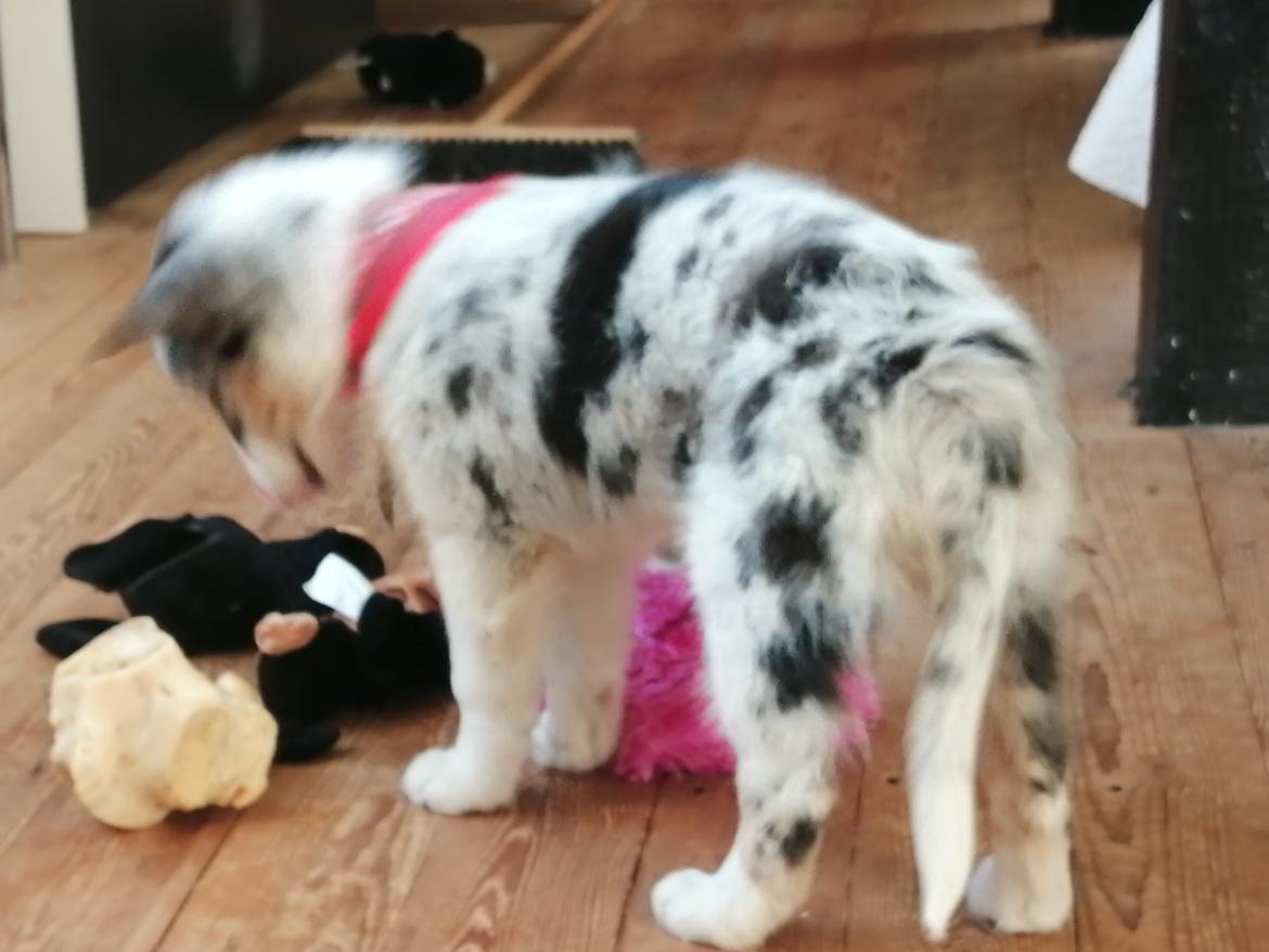 Australian shepherd Saga billede 8