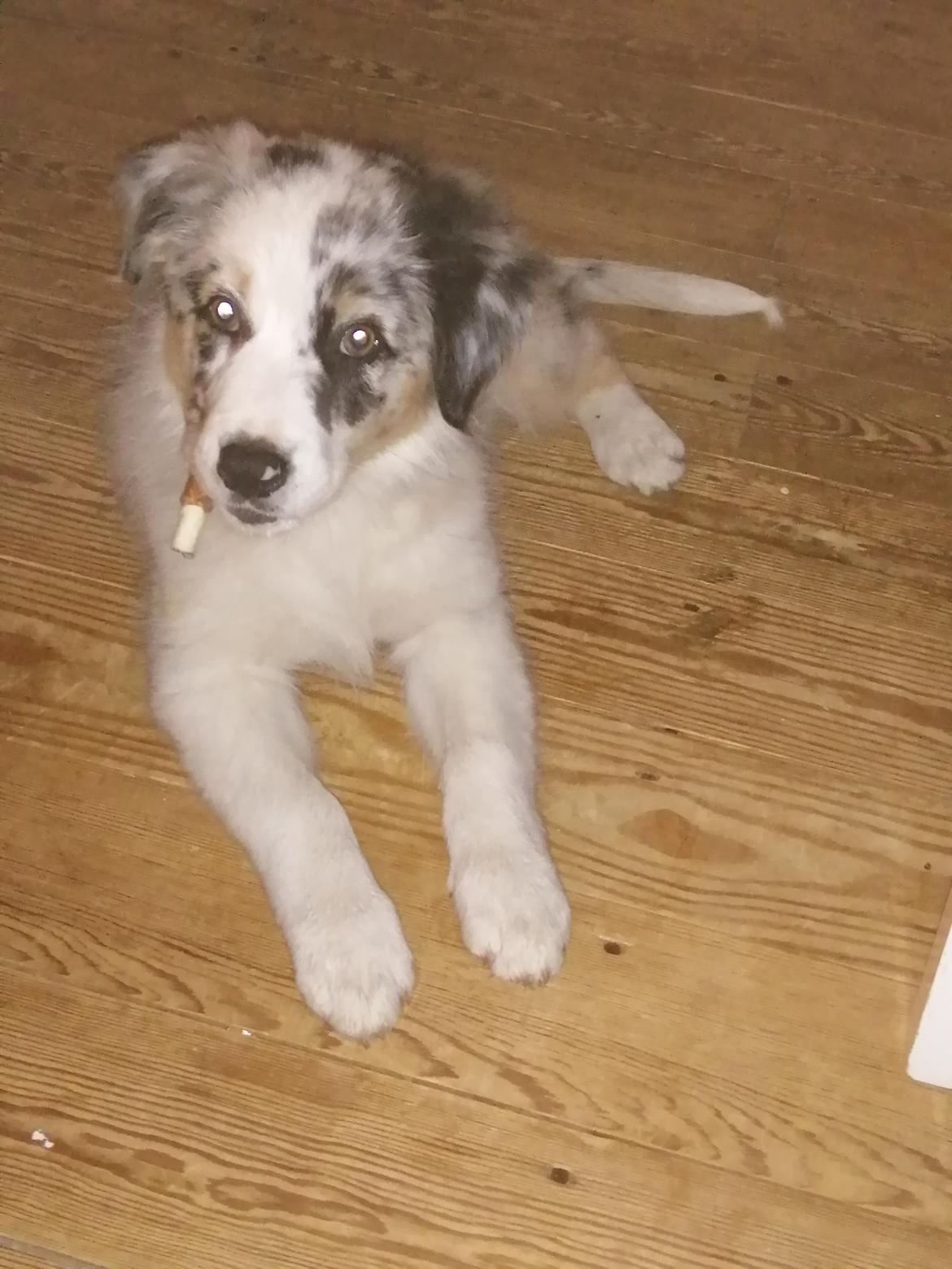 Australian shepherd Saga billede 4