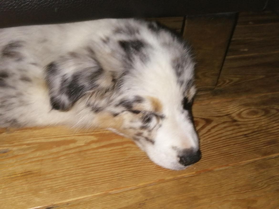Australian shepherd Saga billede 5