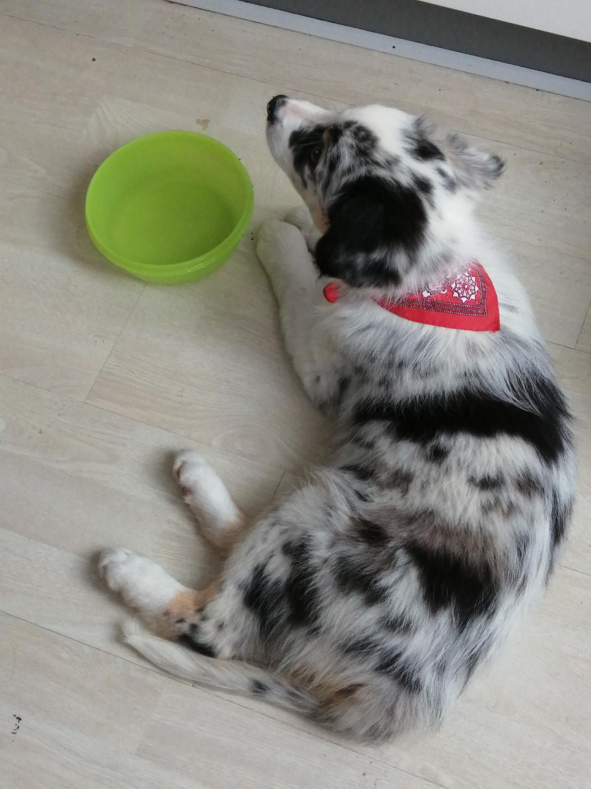 Australian shepherd Saga billede 6