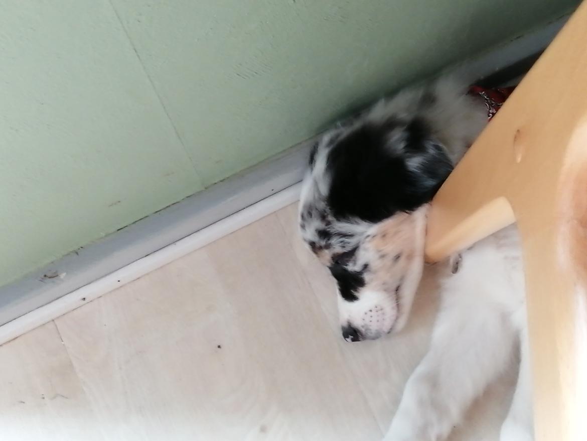 Australian shepherd Saga billede 7