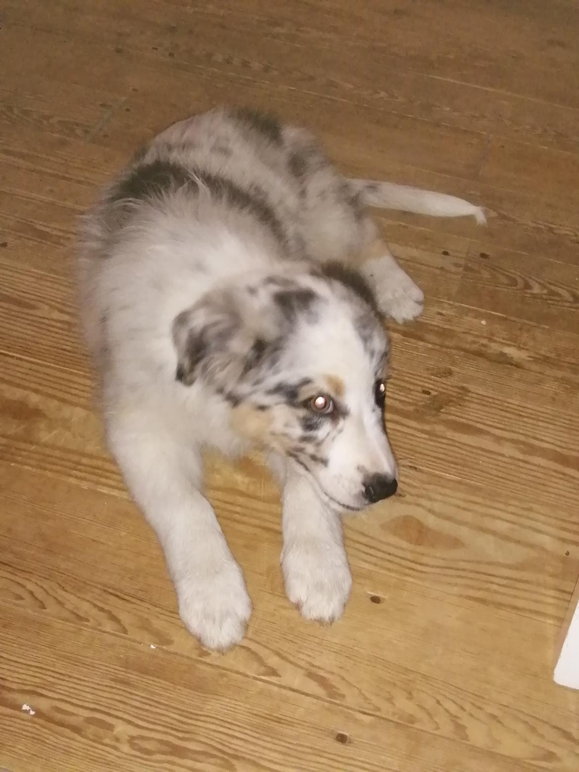 Australian shepherd Saga billede 3