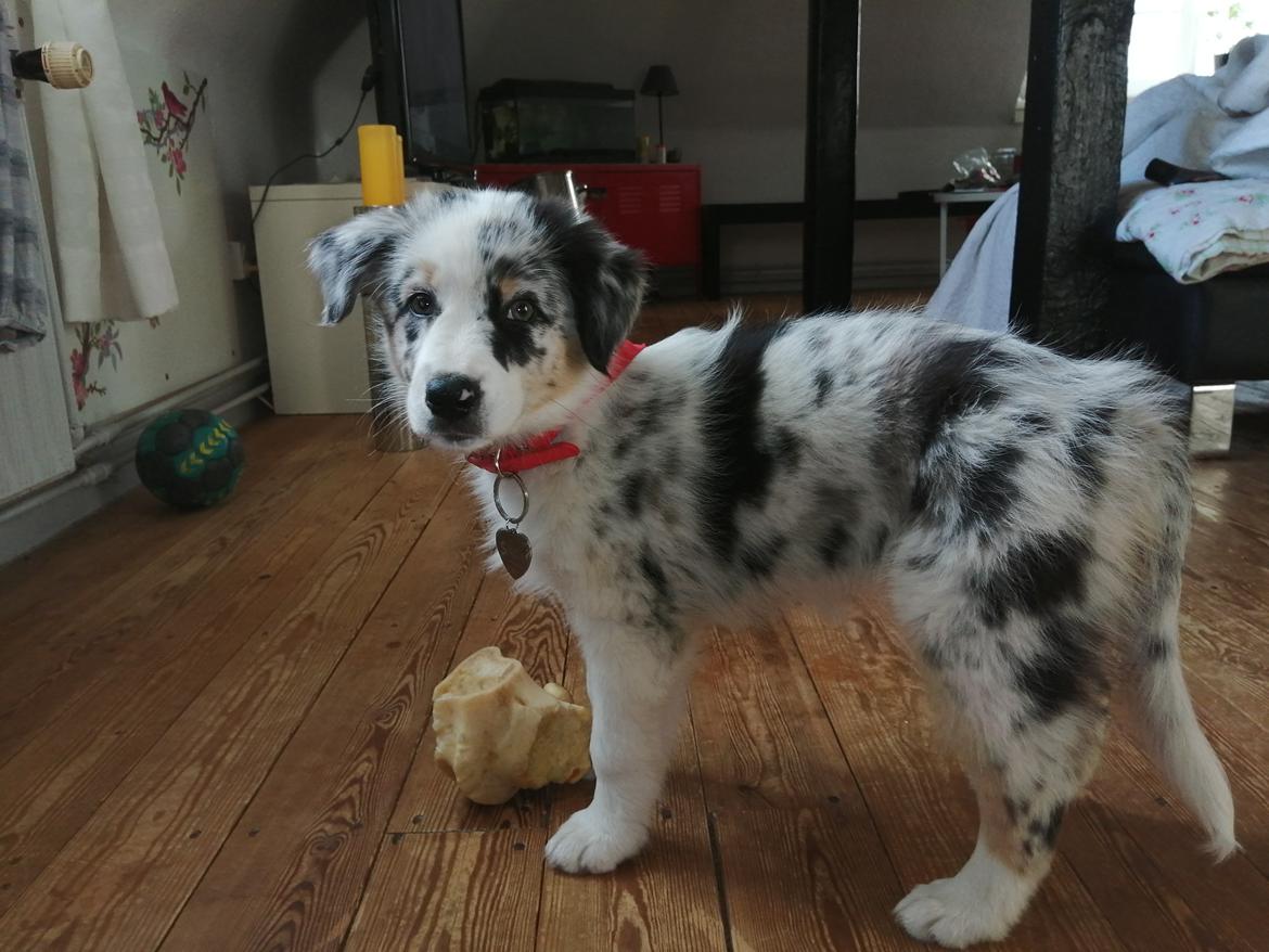 Australian shepherd Saga billede 1