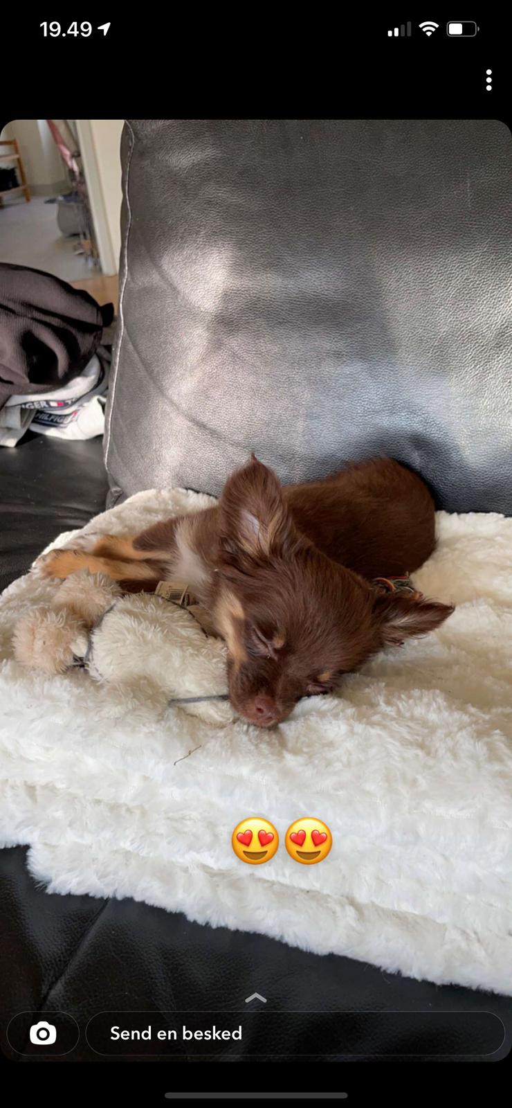 Chihuahua Bingo billede 1