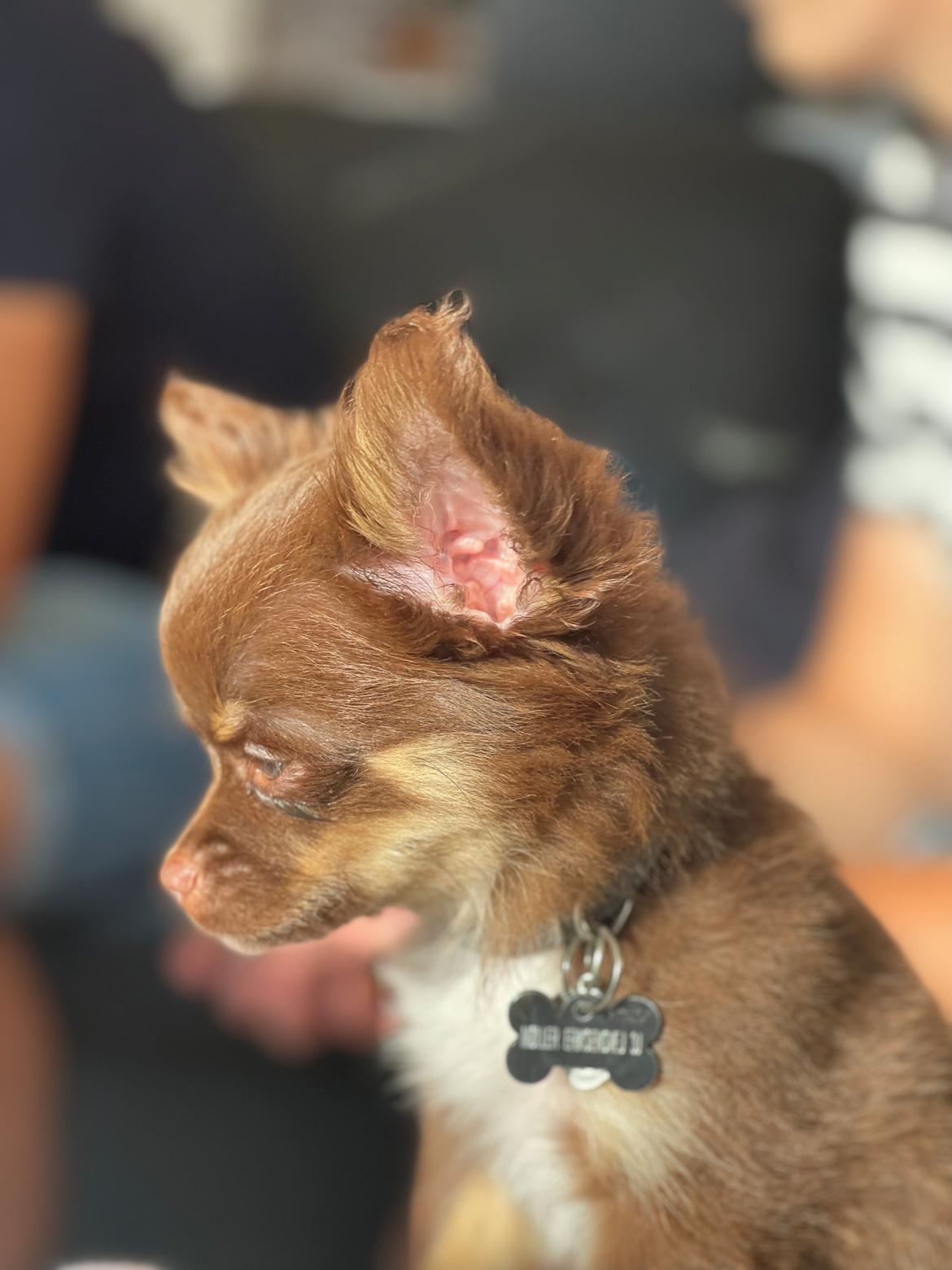 Chihuahua Bingo billede 2