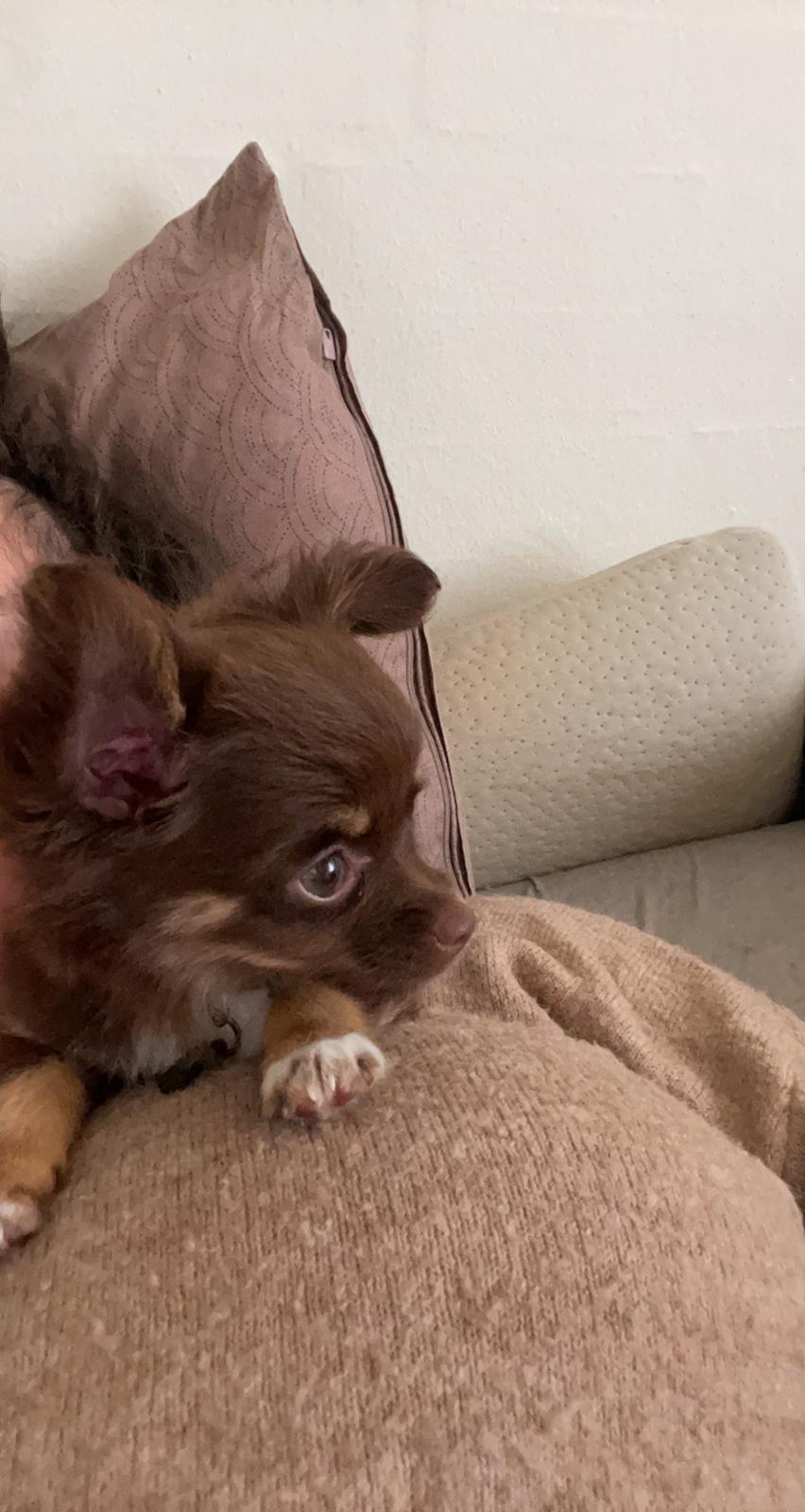 Chihuahua Bingo billede 4