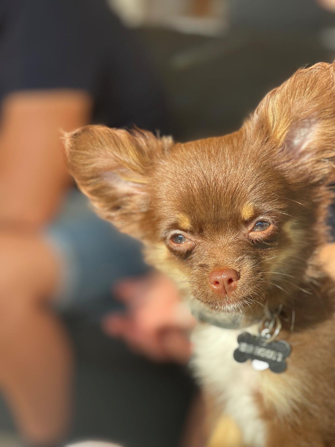 Chihuahua Bingo billede 3