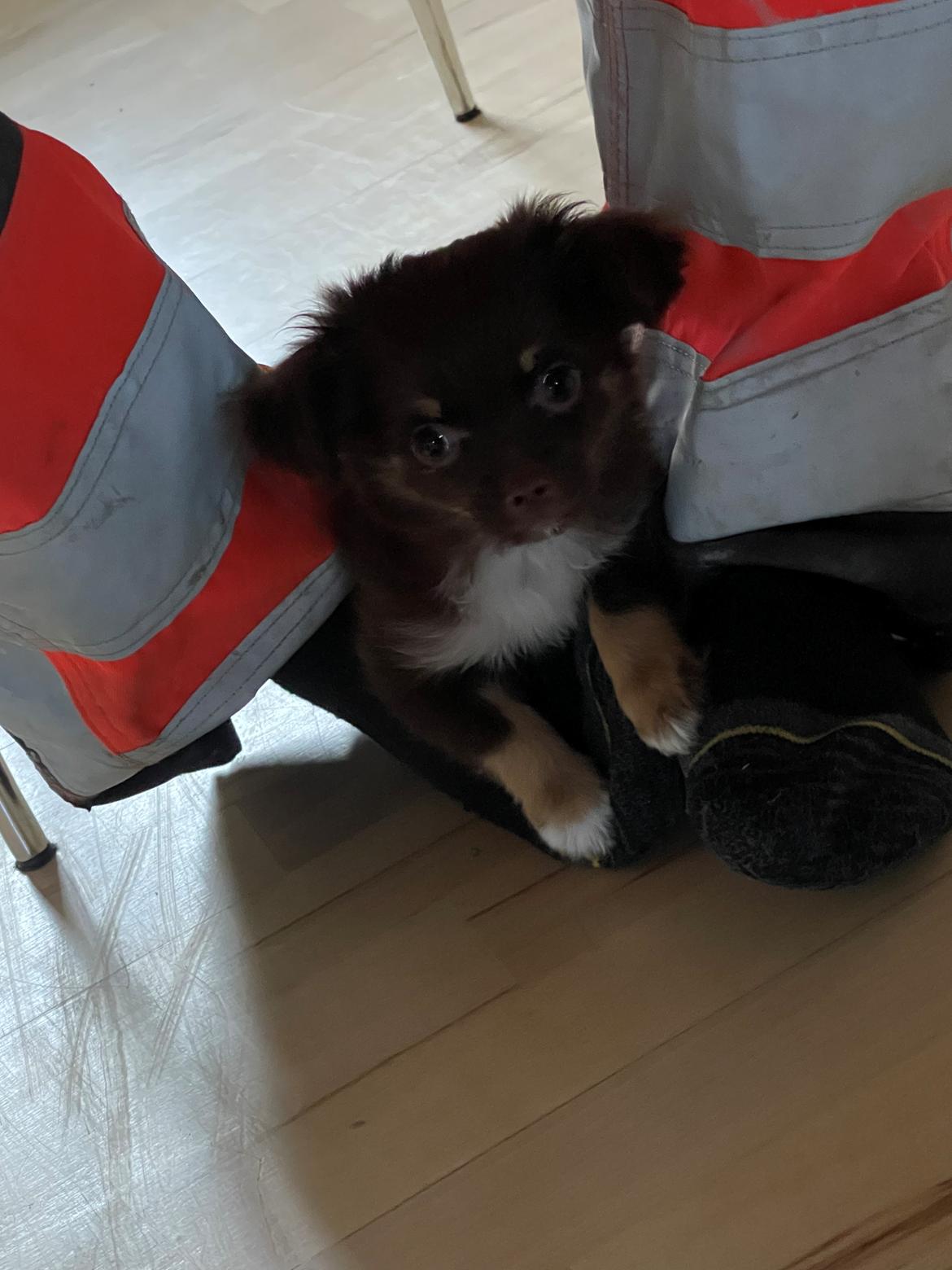 Chihuahua Bingo billede 5