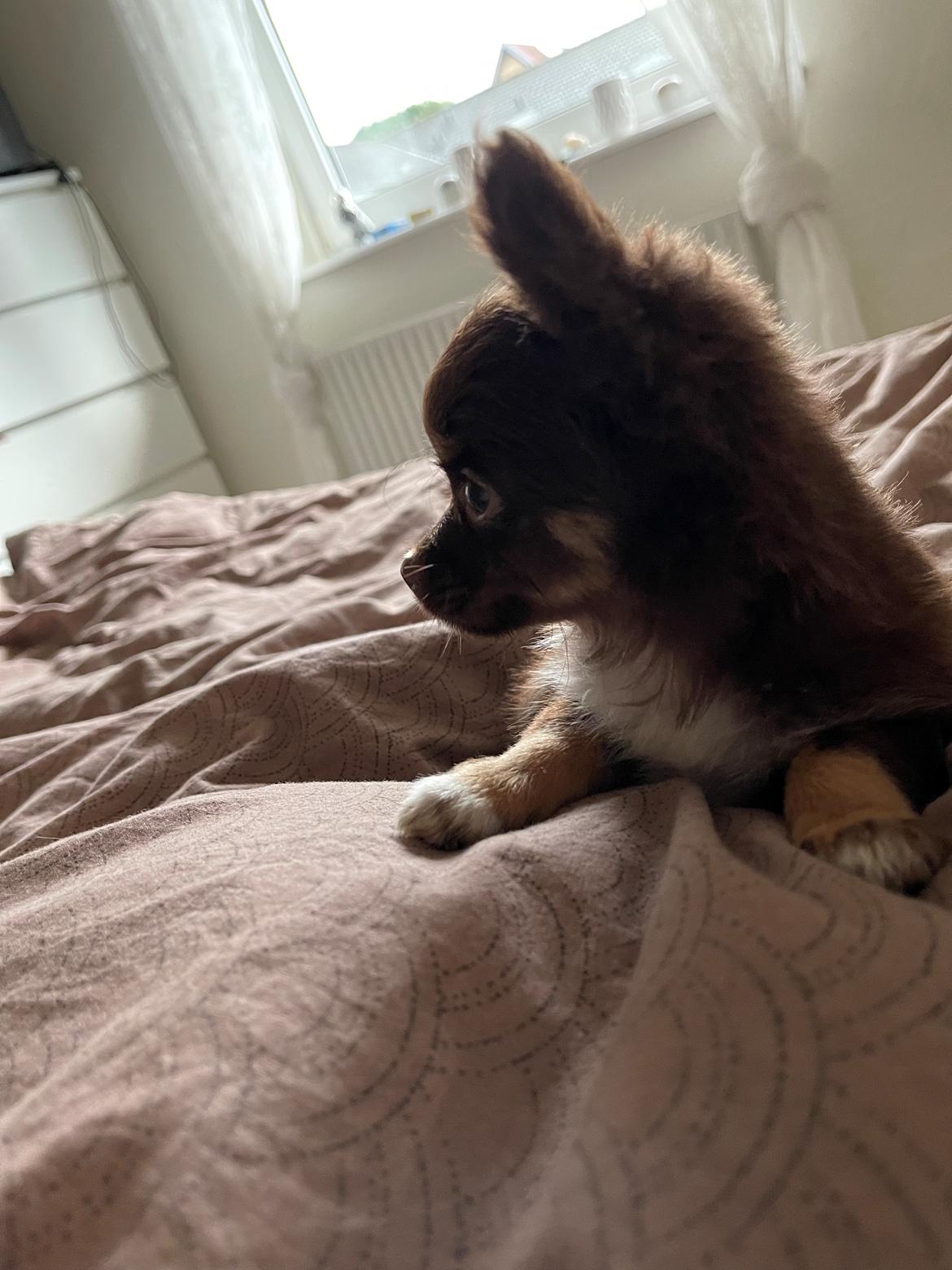 Chihuahua Bingo billede 7