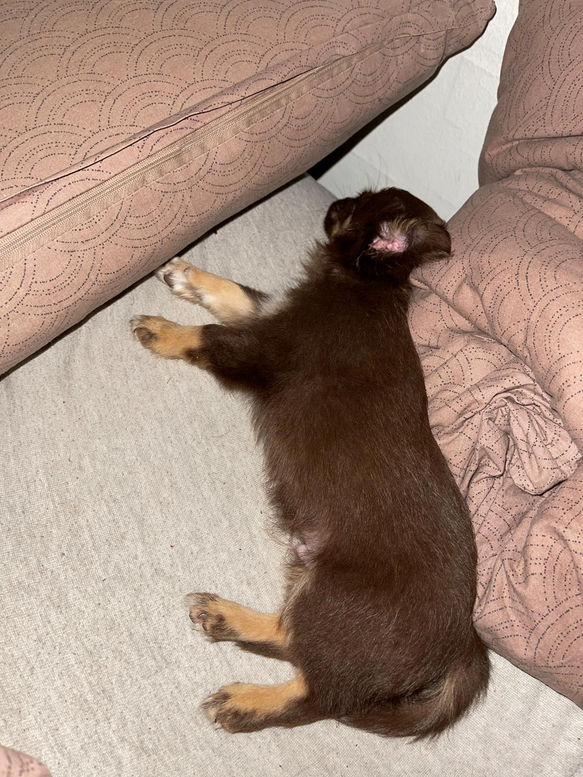 Chihuahua Bingo billede 6