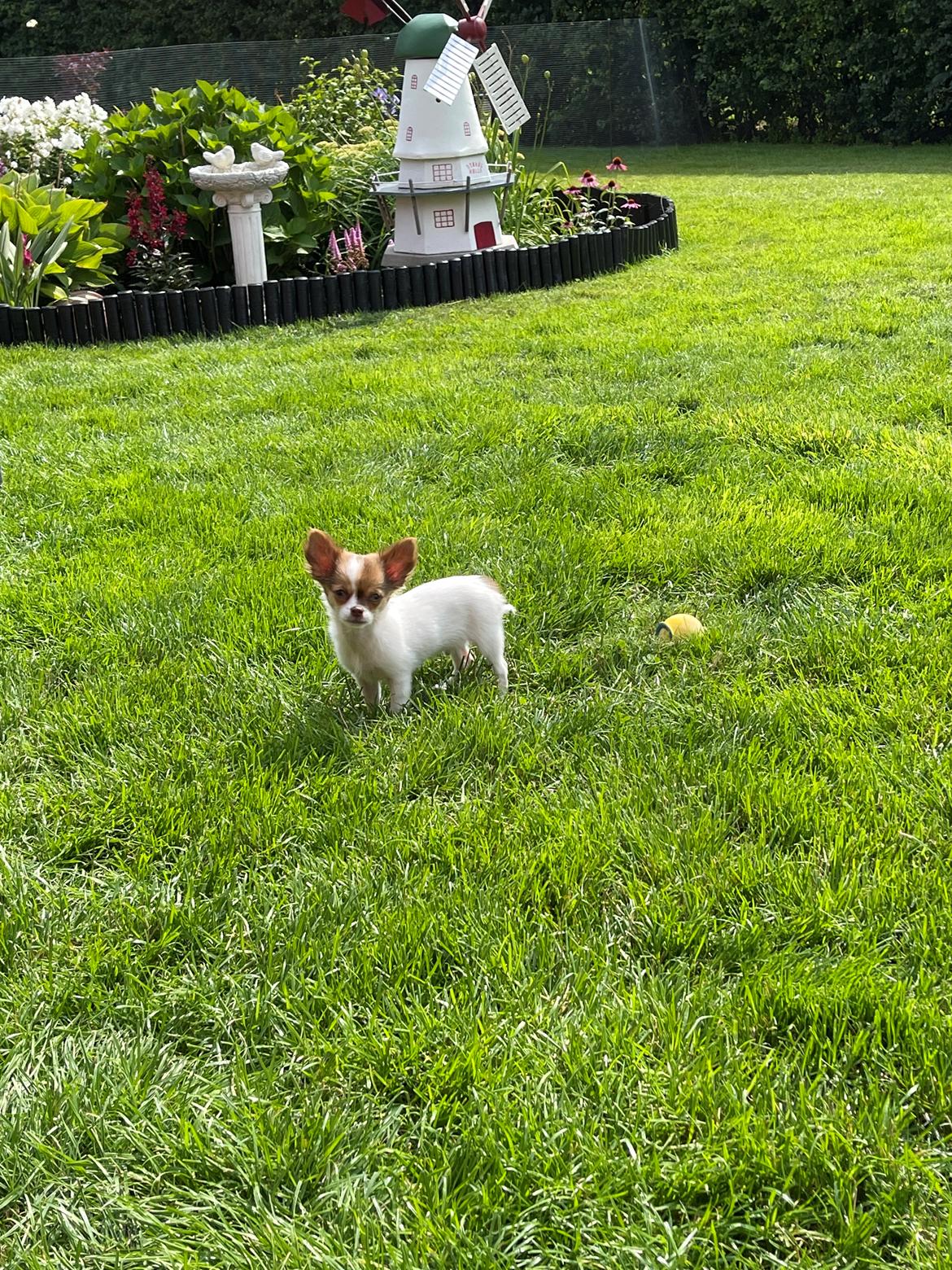 Chihuahua Cody - Nyder det gode vejr i haven🌞💚 billede 12