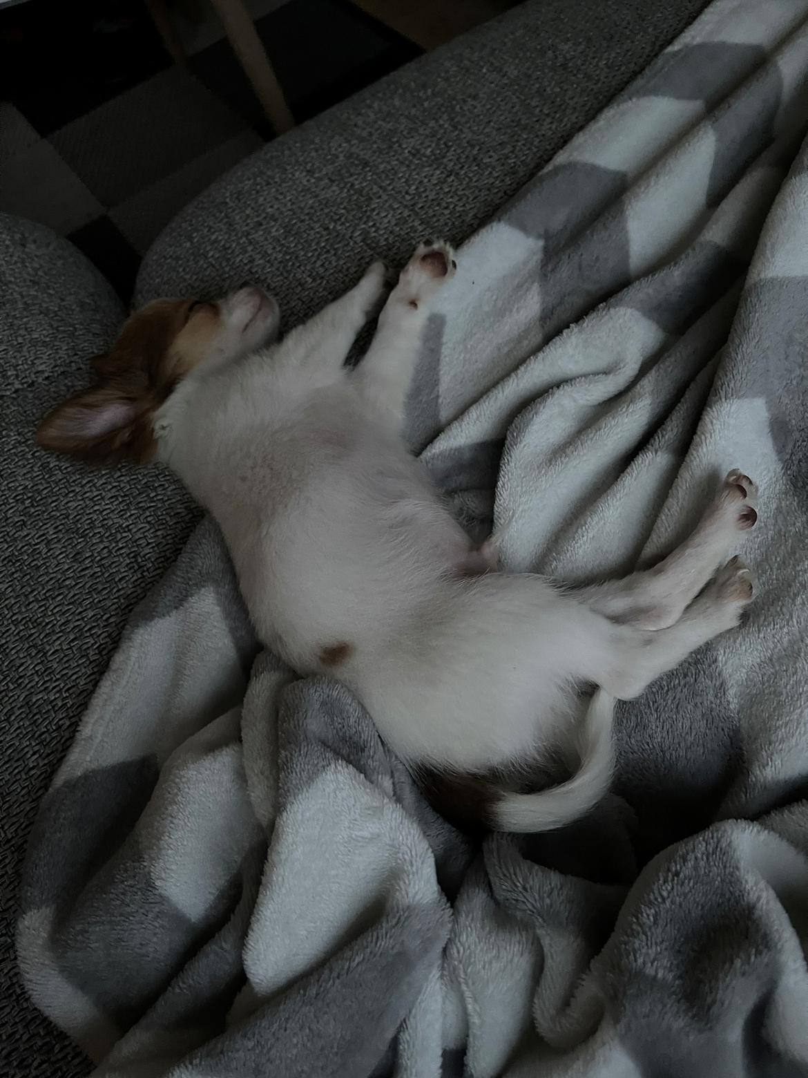 Chihuahua Cody - 💚💤💤 billede 19