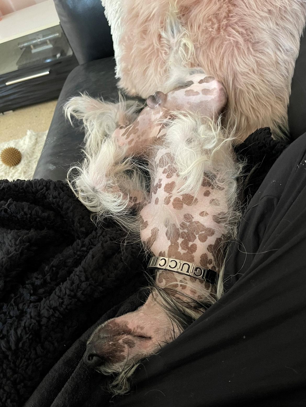 Chinese crested hårløs Sully billede 40