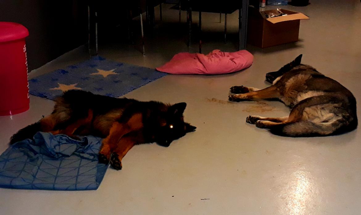 Schæferhund Almebo's Rimmie. (Aika). billede 22