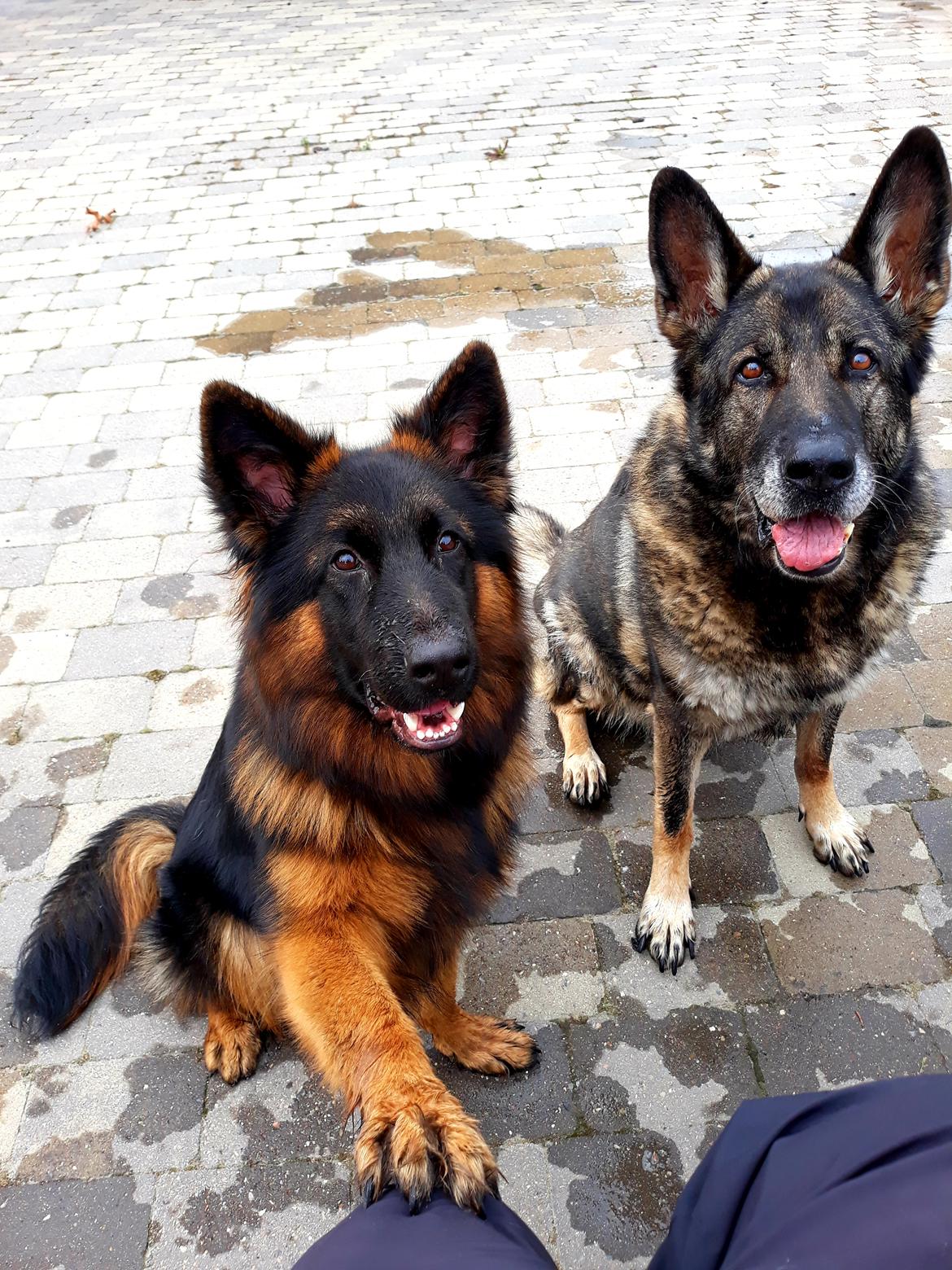 Schæferhund Almebo's Rimmie. (Aika). billede 3