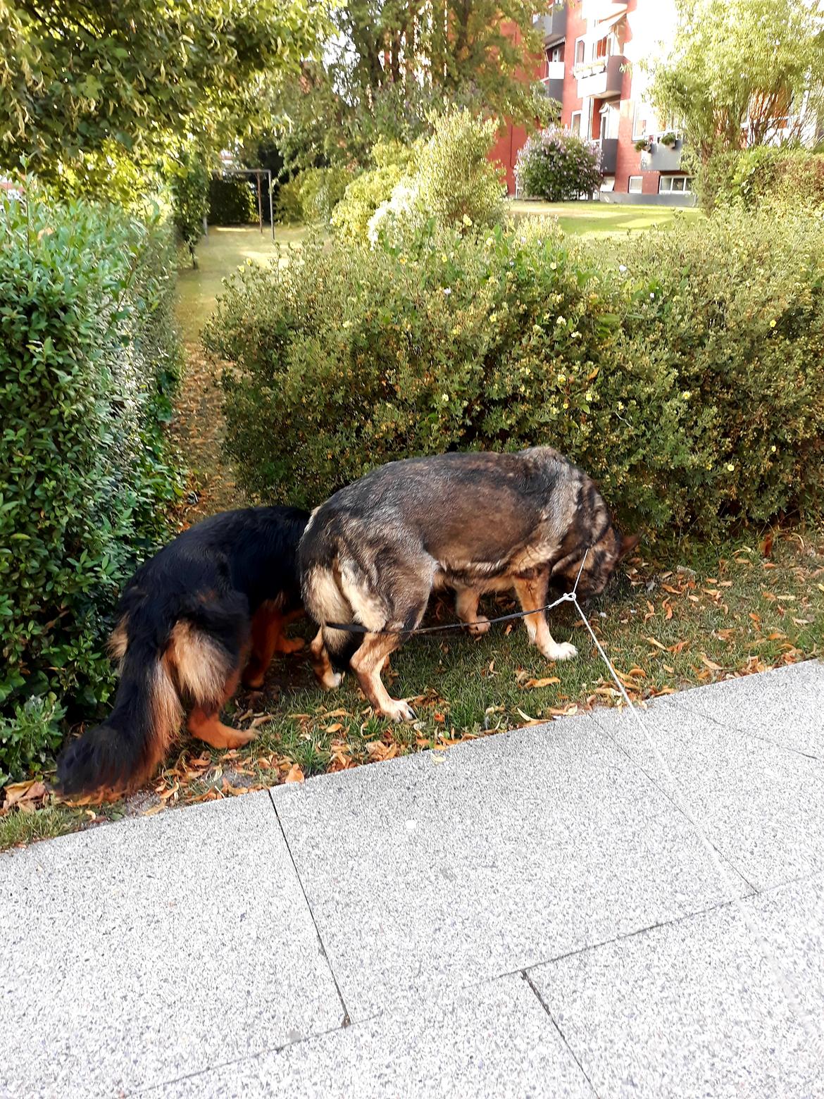 Schæferhund Almebo's Rimmie. (Aika). billede 17