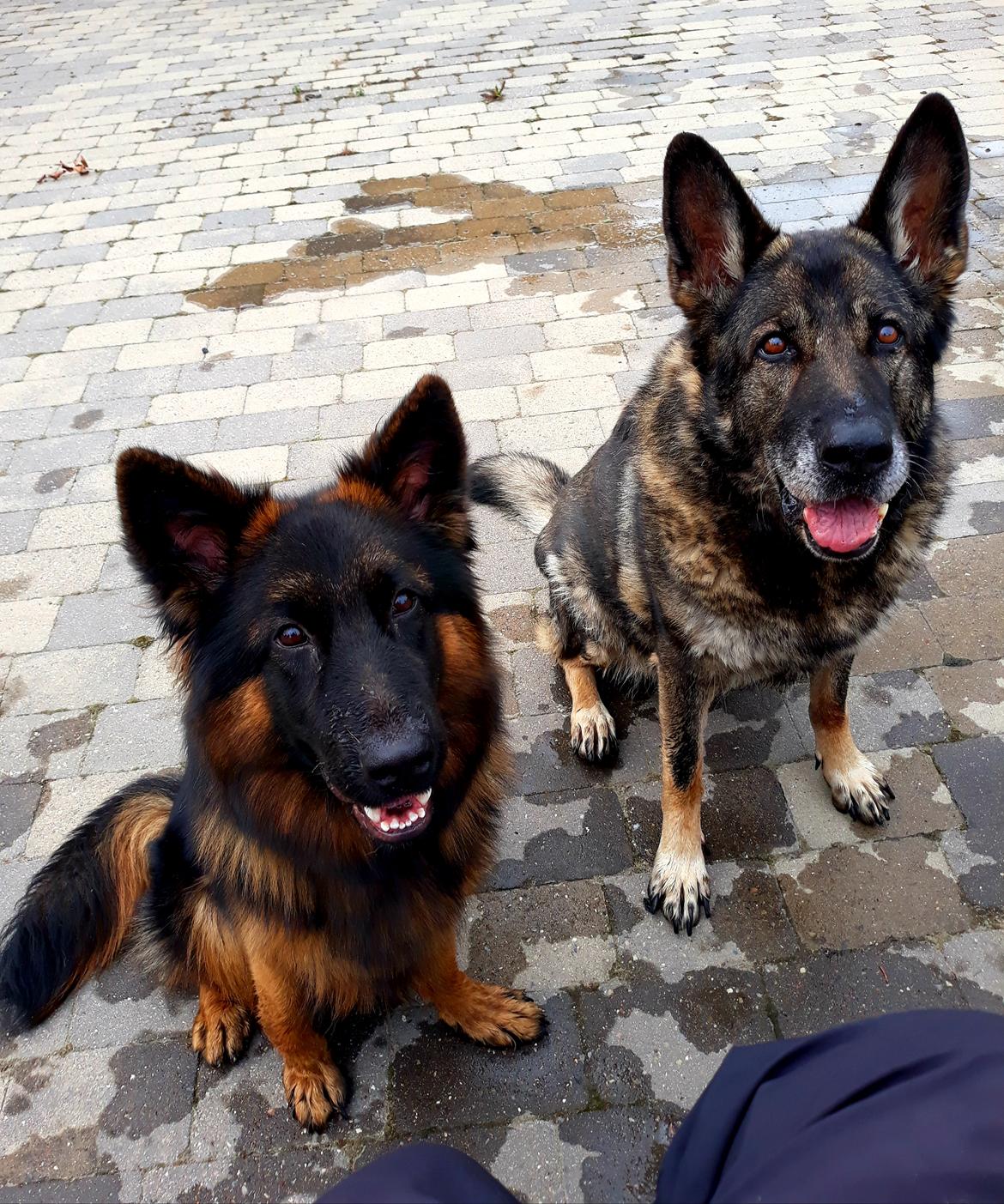 Schæferhund Almebo's Rimmie. (Aika). billede 24