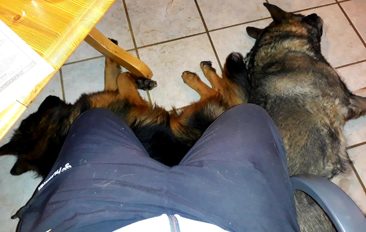 Schæferhund Almebo's Rimmie. (Aika). billede 20