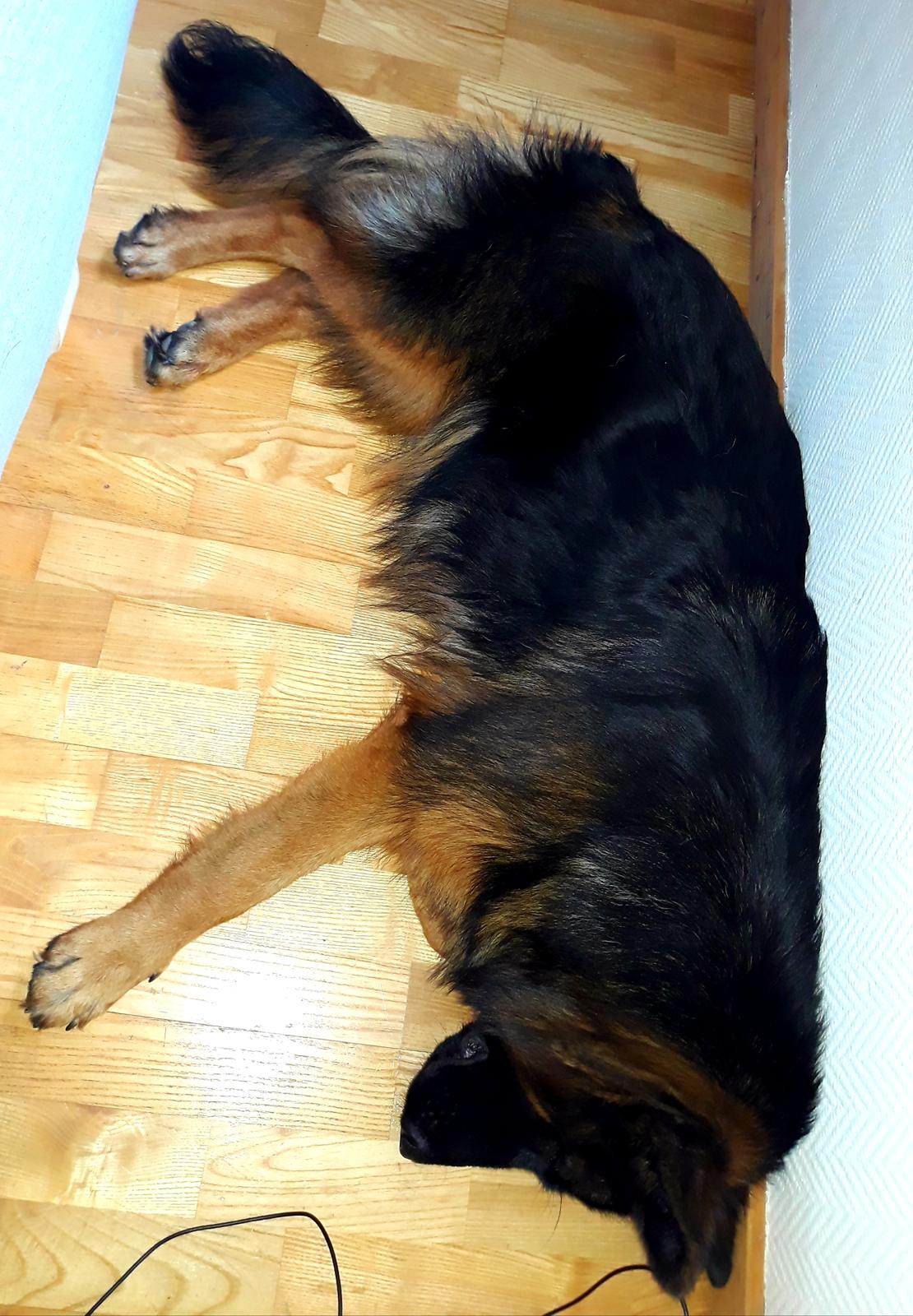 Schæferhund Almebo's Rimmie. (Aika). billede 19