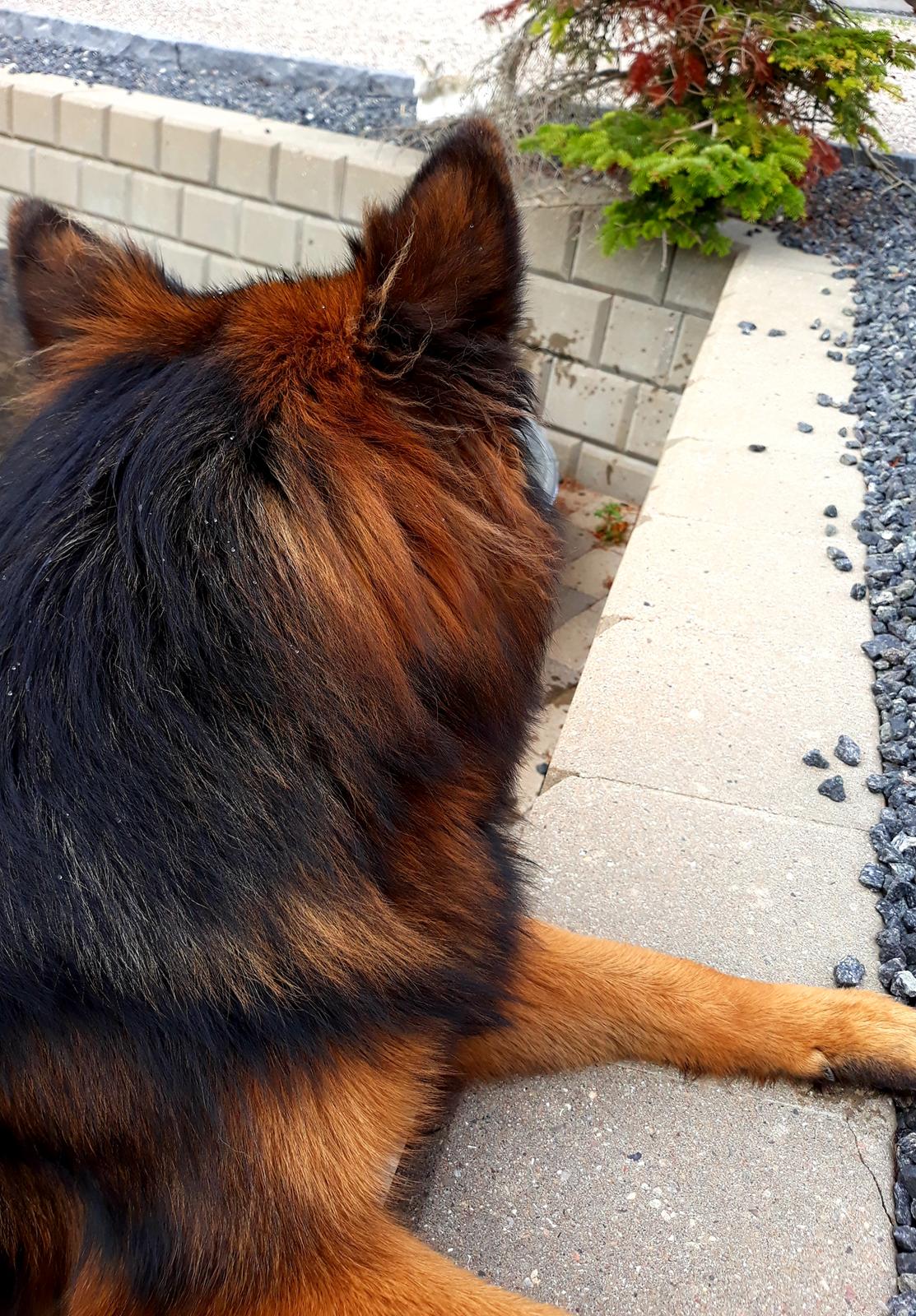 Schæferhund Almebo's Rimmie. (Aika). billede 11