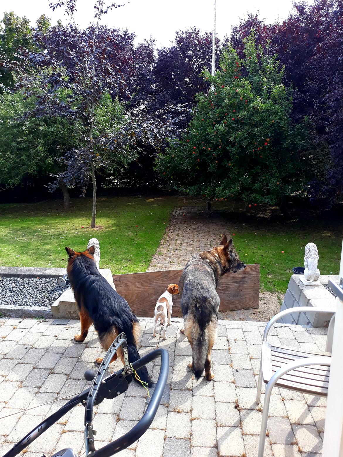 Schæferhund Almebo's Rimmie. (Aika). billede 12