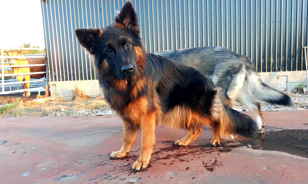 Schæferhund Almebo's Rimmie. (Aika). billede 2