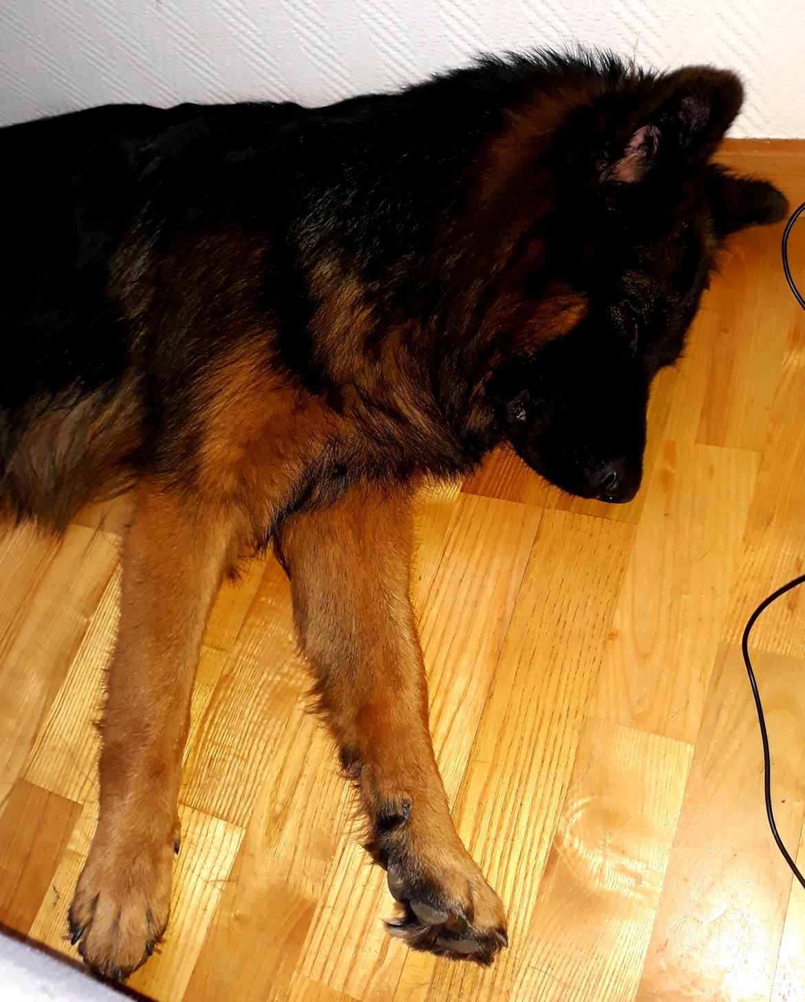 Schæferhund Almebo's Rimmie. (Aika). billede 8