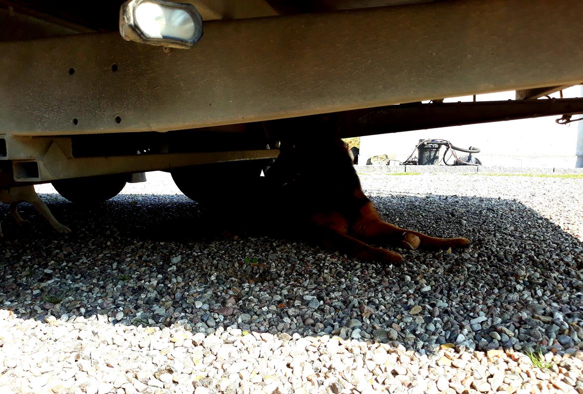 Schæferhund Almebo's Rimmie. (Aika). billede 21