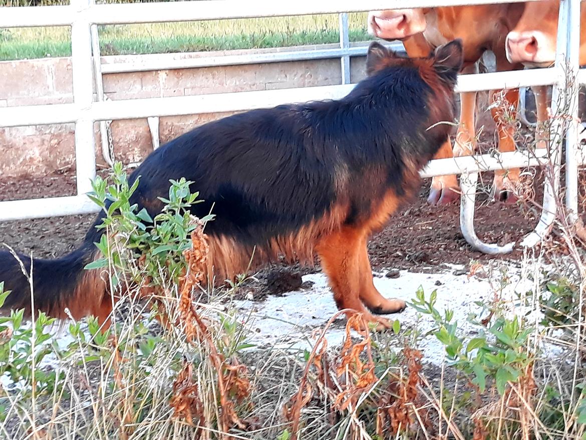 Schæferhund Almebo's Rimmie. (Aika). billede 5