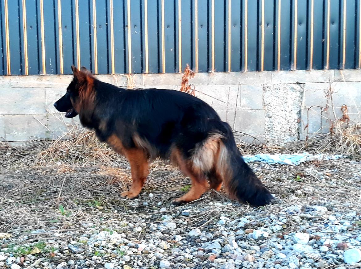 Schæferhund Almebo's Rimmie. (Aika). billede 16