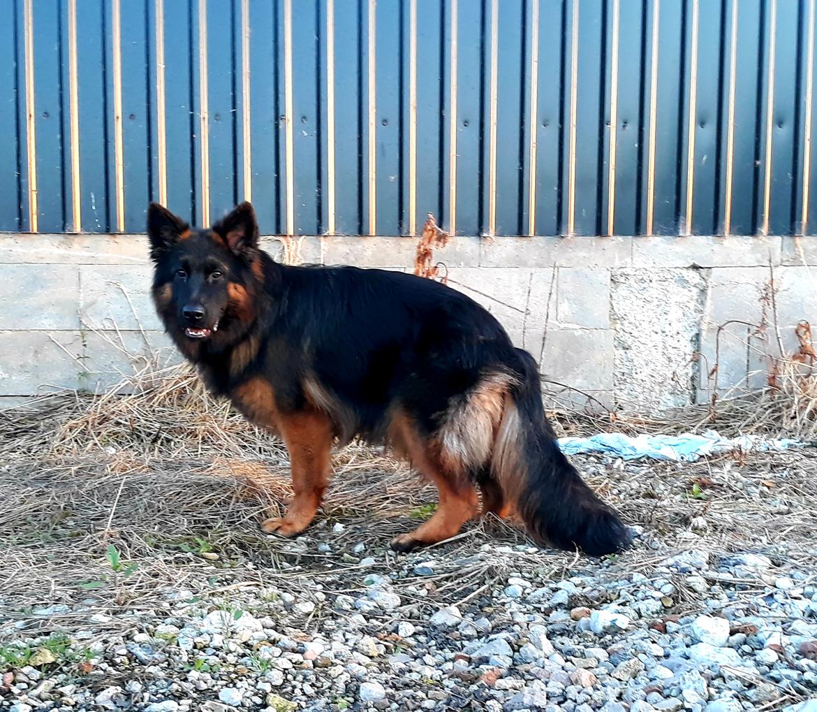 Schæferhund Almebo's Rimmie. (Aika). billede 6