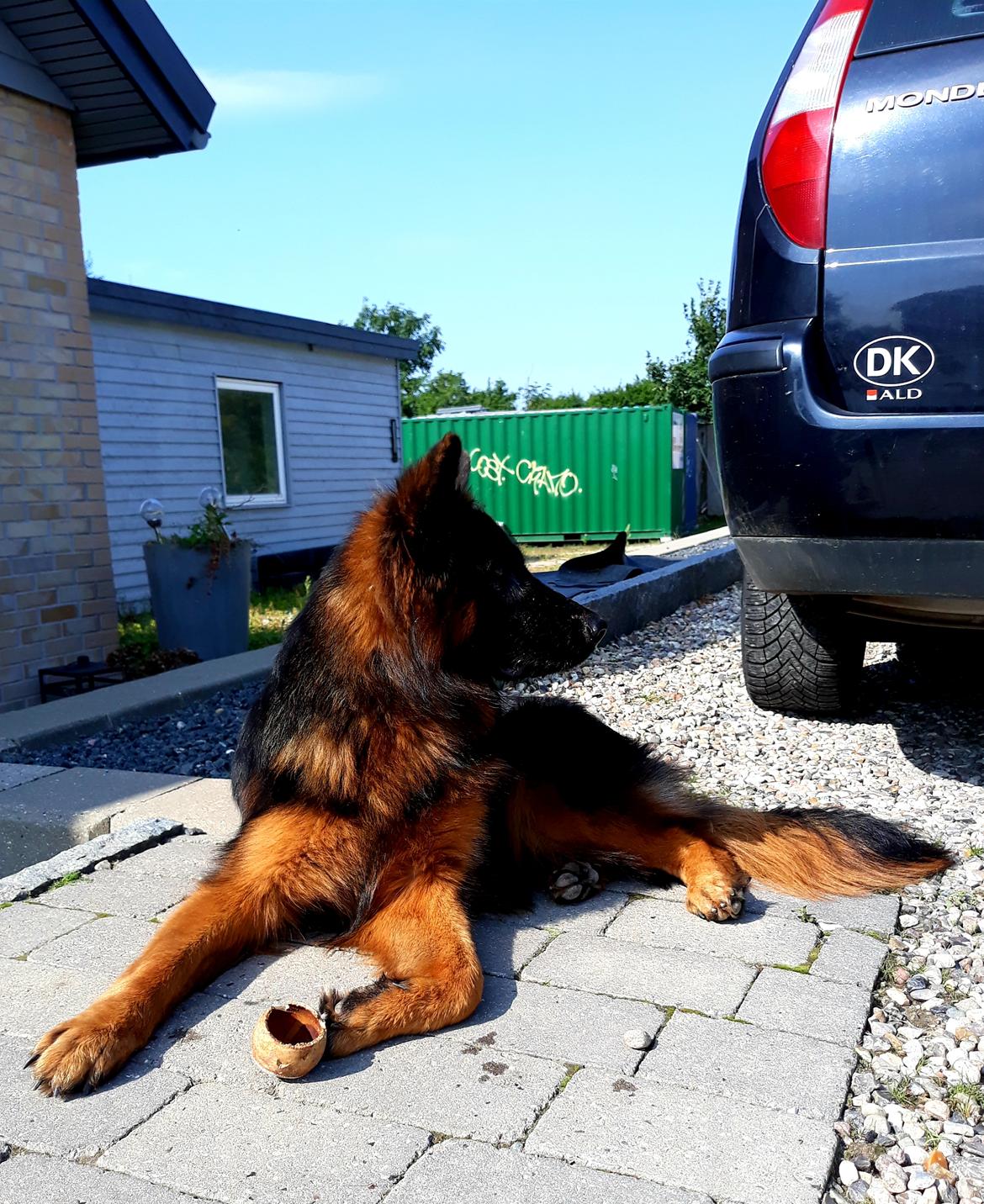 Schæferhund Almebo's Rimmie. (Aika). billede 28