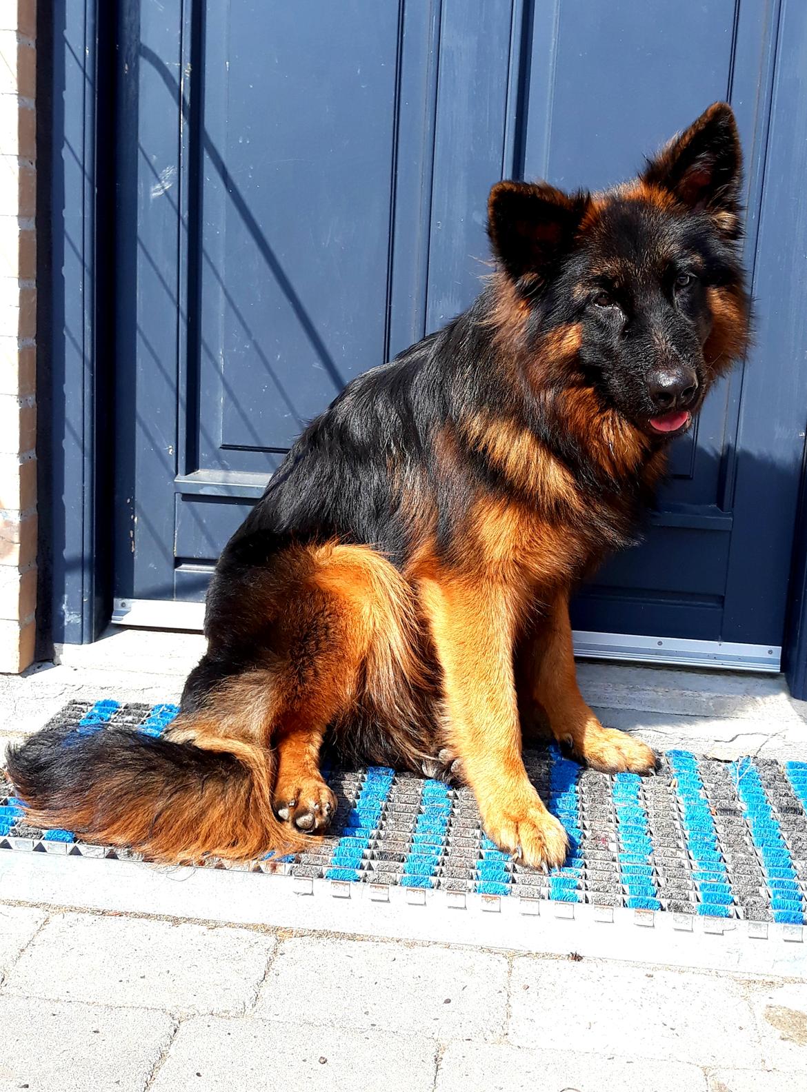 Schæferhund Almebo's Rimmie. (Aika). billede 4