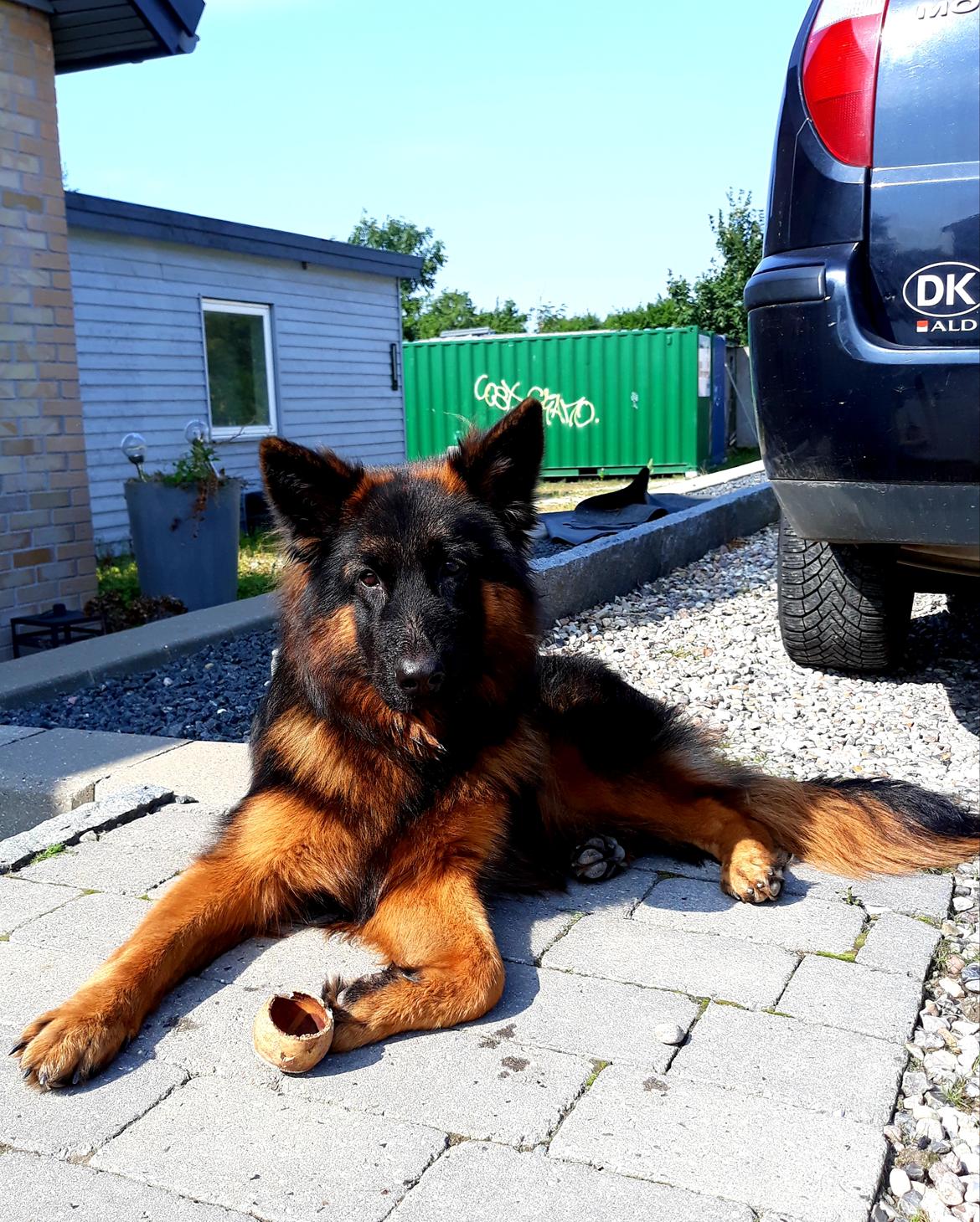 Schæferhund Almebo's Rimmie. (Aika). billede 7