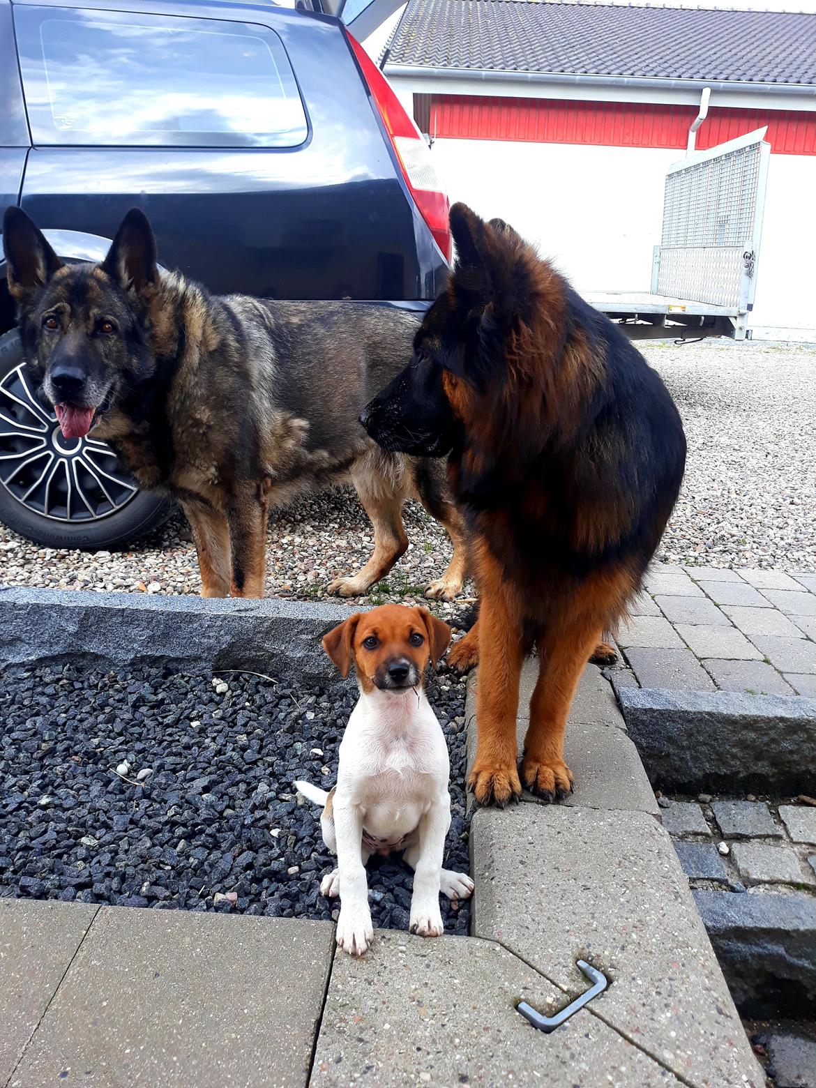 Schæferhund Almebo's Rimmie. (Aika). billede 26