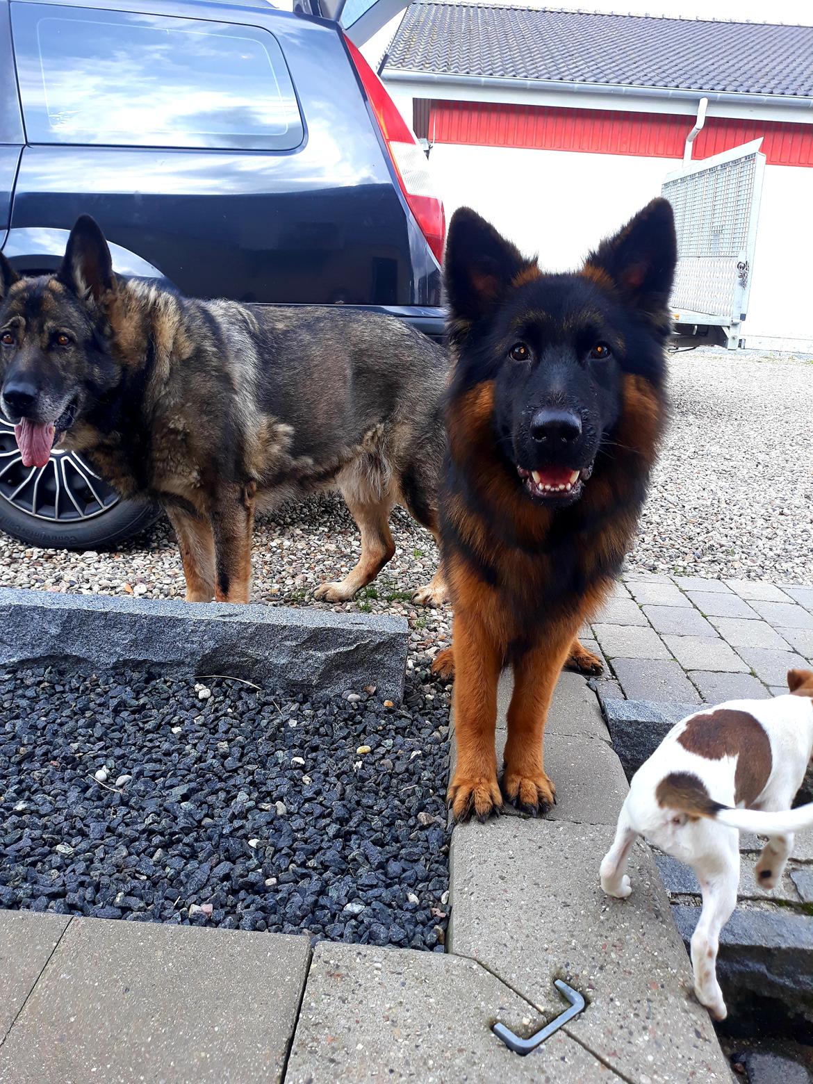 Schæferhund Almebo's Rimmie. (Aika). billede 9