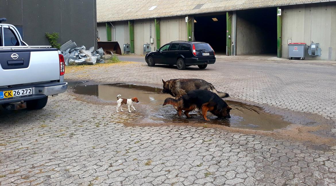 Schæferhund Almebo's Rimmie. (Aika). billede 29