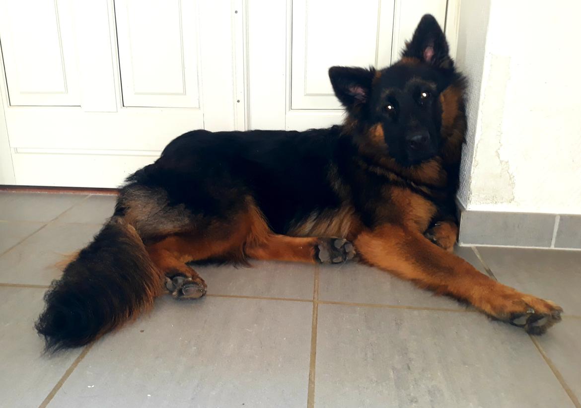 Schæferhund Almebo's Rimmie. (Aika). billede 13