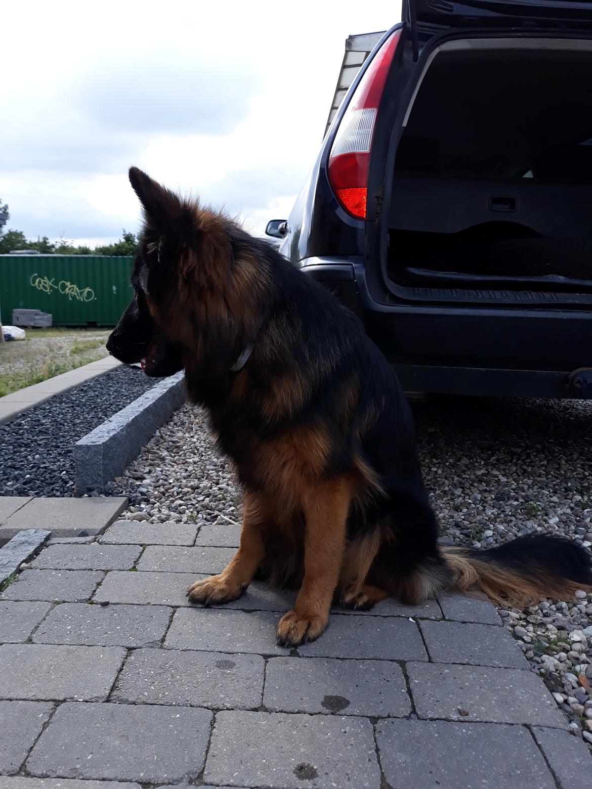 Schæferhund Almebo's Rimmie. (Aika). billede 27