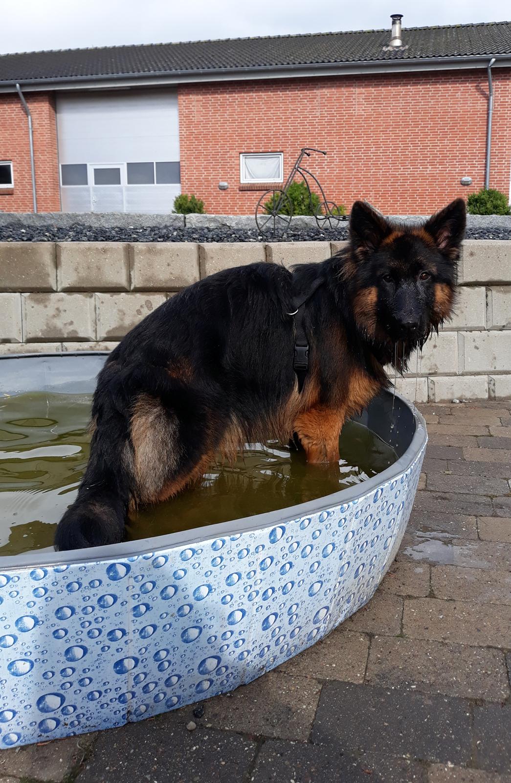 Schæferhund Almebo's Rimmie. (Aika). billede 15