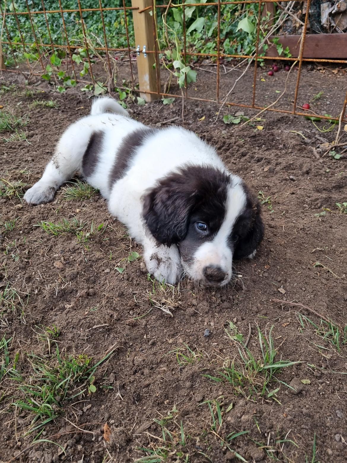 Landseer Uffe billede 4