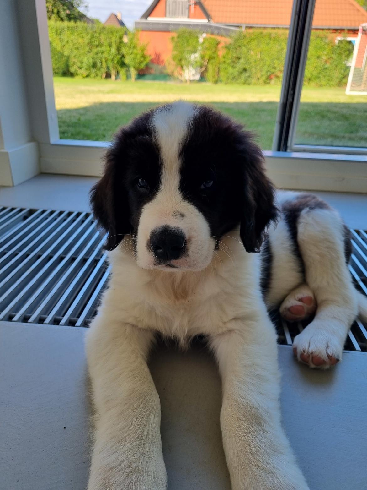 Landseer Uffe billede 5