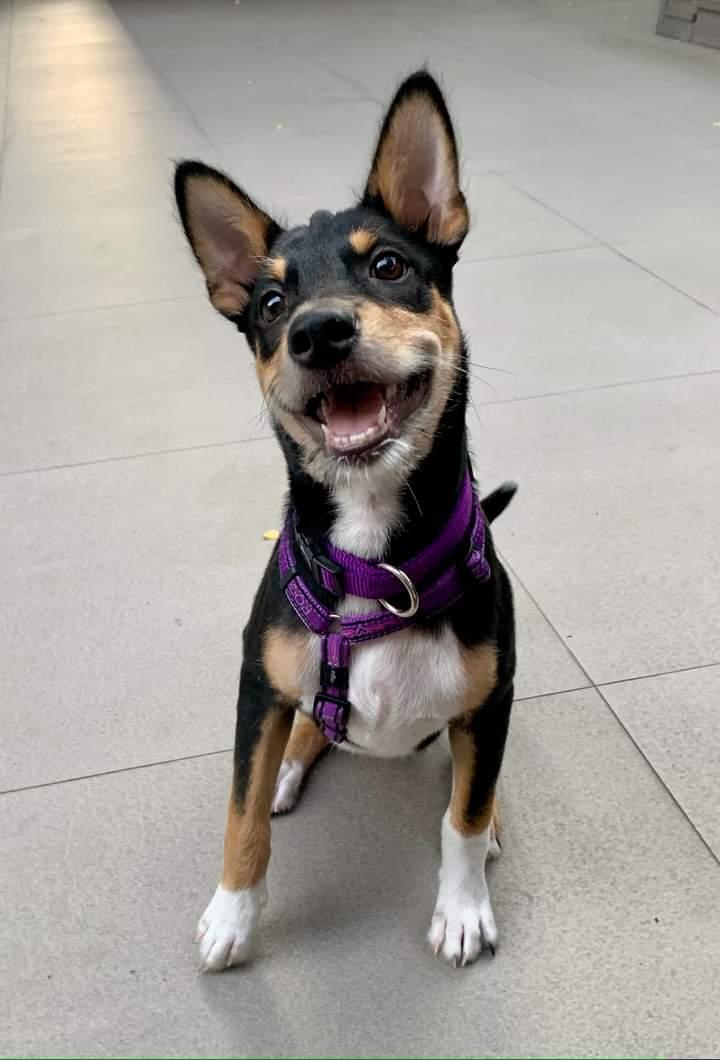 Blanding af racer Sassy billede 4